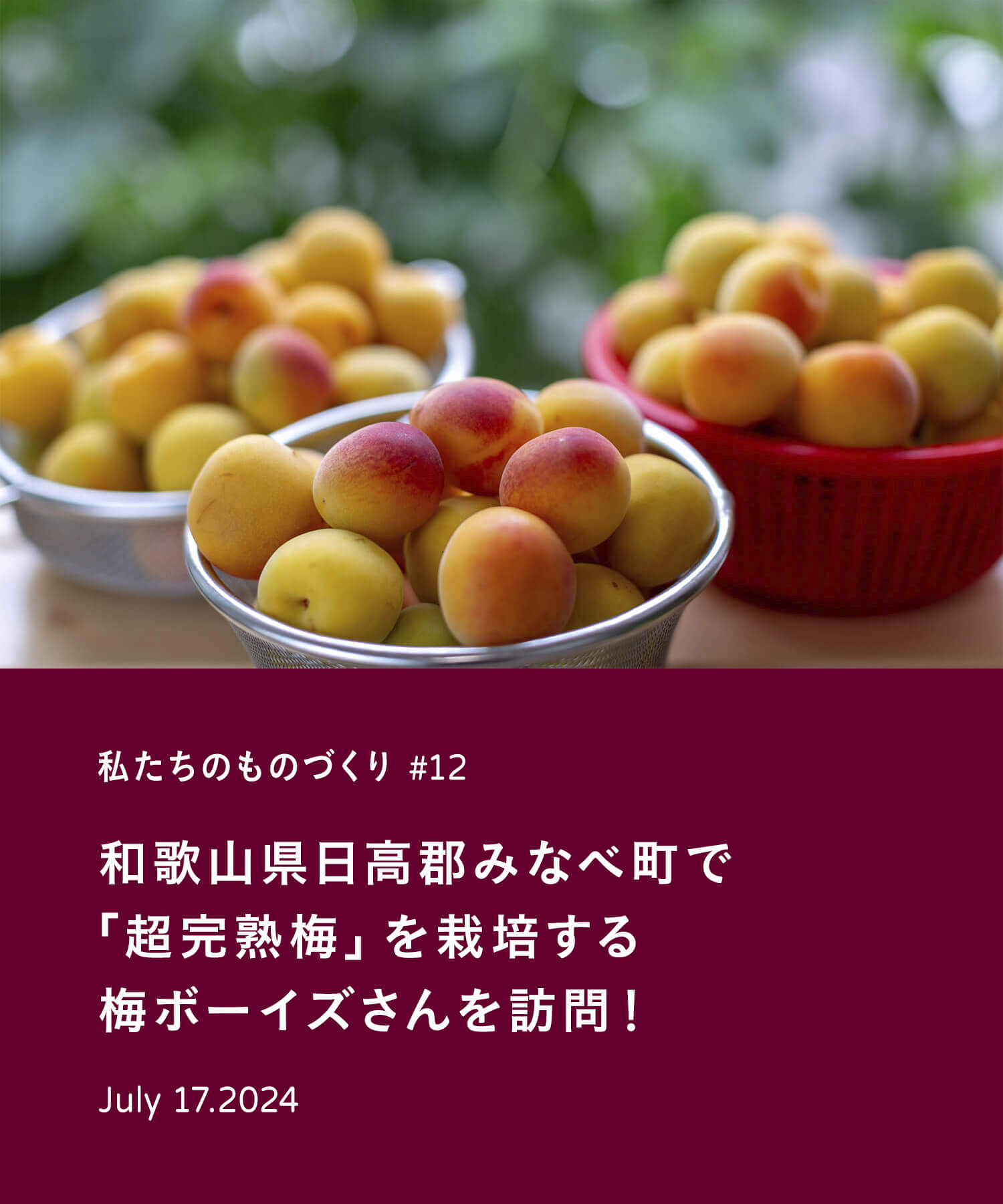 私たちのものづくり#12 和歌山県日高郡みなべ町で「超完熟梅」を栽培する梅ボーイズさんを訪問！